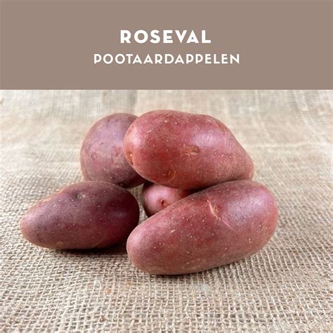 Pootaardappelen kopen voor uw moestuin bij Garant .